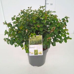 Symphoricarpos Symphoricarpos 'Symphony Rock' 40-60C5
(1 Plants/Order)(22cmP 60cmH)