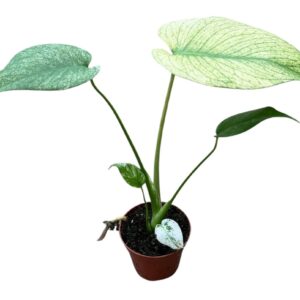 Monstera MINT
(14 Plants/Order)(8cmP 10cmH)
