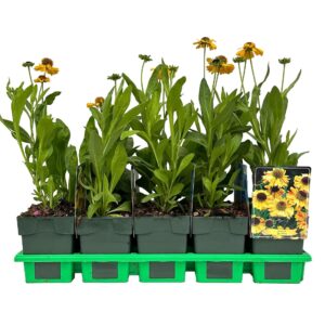 Helenium The Bishop' P11
(10 Plants/Order)(11cmP 25cmH)