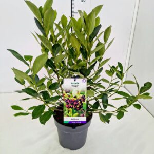 Aronia melanocarpa Hugin' 40-60C5
(1 Plants/Order)(23cmP 70cmH)