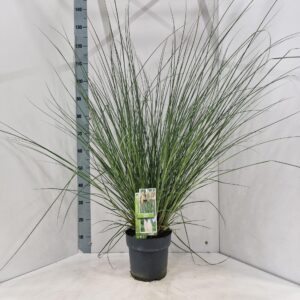 Cortaderia selloana Evita'
(1 Plants/Order)(23cmP 110cmH)