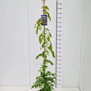 Wisteria other Wisteria ven. 'Grande Diva ® Barbara' KN150-175C7
(1 Plants/Order)(25cmP 170cmH)