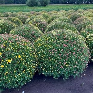 Chrysanthemum Quatro
(1 Plants/Order)(21cmP 55cmH)