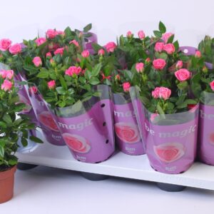 Rosa Sparkling Jewel Rosa Sparkling Jewel Beau Monde Dark Pink(10,5 cm)
(12 Plants/Order)(10.5cmP 25cmH)
