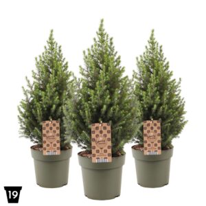 Picea glauca Magnifique Magnifique' P19
(1 Plants/Order)(19cmP 65cmH)