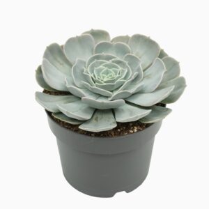Echeveria Pollux
(3 Plants/Order)(17cmP 25cmH)