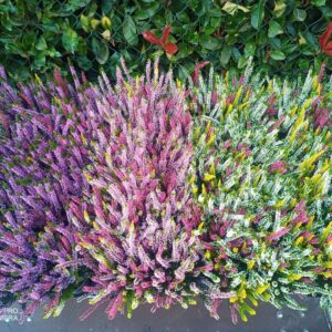 Calluna Beauty-Ladies Ladies Trio mix shelf different Trio mix types on one shelf
(12 Plants/Order)(10.5cmP 30cmH)
