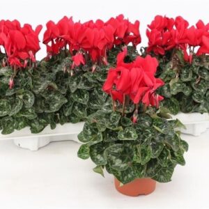 Cyclamen Super Serie Allure Midi Red
(8 Plants/Order)(10.5cmP 20cmH)