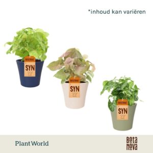 Indoor plants Syngonium mix in Pot Coco collectie Top Blend
(6 Plants/Order)(14cmP 30cmH)