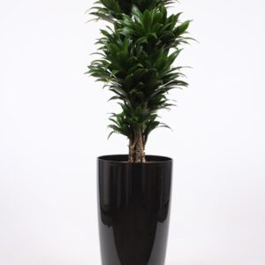 Dracaena Compacta "in Santorini Pot ""antraciet"""
(1 Plants/Order)(33cmP 140cmH)
