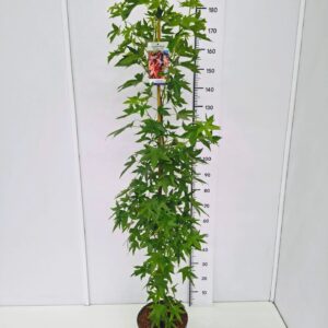 Liquidambar Worplesdon Liquidambar styr. 'Worplesdon' 175-200C10 
(1 Plants/Order)(28cmP 195cmH)