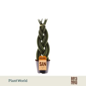 Sansevieria Cylindrica Twist'
(12 Plants/Order)(8.5cmP 30cmH)