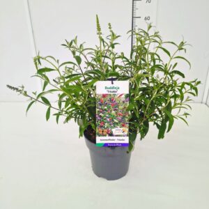 Buddleja Buddleja dav. 'Tricolor' C5
(1 Plants/Order)(23cmP 30cmH)
