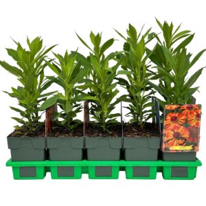 Helenium Little Orange' P11
(10 Plants/Order)(11cmP 25cmH)