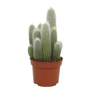 Cleistocactus strausii 10,5 cm
(10 Plants/Order)(10.5cmP 15cmH)