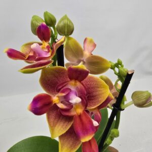 Phalaenopsis other Limited 03 Week 25
(10 Plants/Order)(12cmP 35cmH)