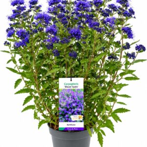 Caryopteris x clandonensis Blauer Spatz' C5
(1 Plants/Order)(23cmP 60cmH)