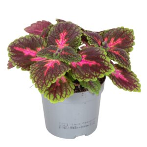 Coleus Main Street Park Avenue Coleus Park Avenue
(6 Plants/Order)(13cmP 20cmH)
