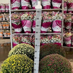 Chrysanthemum mix
(1 Plants/Order)(21cmP 48cmH)