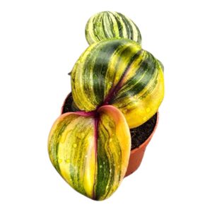 Geogenanthus poeppig "Ciliatus ""Aura Flame"""
(2 Plants/Order)(7cmP 10cmH)