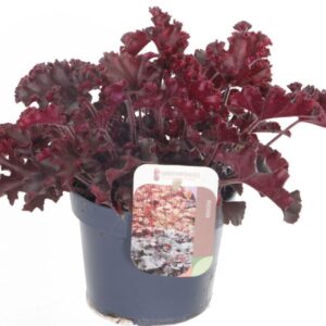 Heuchera Melting Fire
(8 Plants/Order)(13cmP 20cmH)