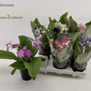 Streptocarpus mix StreptOrchids 12cm 
(6 Plants/Order)(12cmP 25cmH)