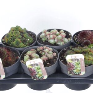 Sempervivum mix
(6 Plants/Order)(17cmP 15cmH)