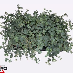 Sedum sieboldii
(6 Plants/Order)(12cmP 18cmH)