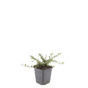 Cotoneaster procumbens Streibs Fi
(12 Plants/Order)(9cmP 15cmH)