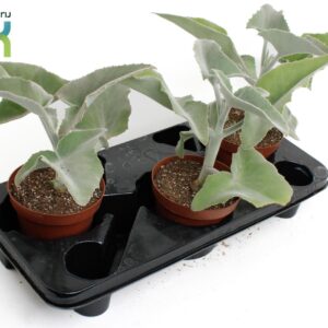 Kalanchoe beharensis
(3 Plants/Order)(14cmP 35cmH)