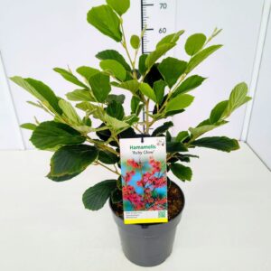 Hamamelis x intermedia Ruby Glow Hamamelis int. 'Ruby Glow' 50-60C7
(1 Plants/Order)(25cmP 60cmH)