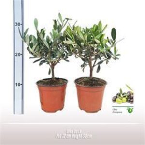 Olea europaea struik
(8 Plants/Order)(12cmP 30cmH)