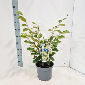 Hamamelis x intermedia Arnold Prom
(1 Plants/Order)(23cmP 75cmH)