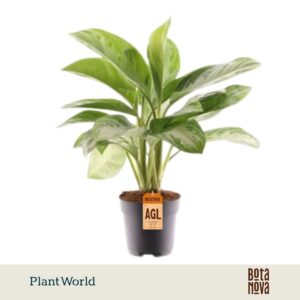 Aglaonema Silver Bay 3 stekken p.p.
(6 Plants/Order)(17cmP 60cmH)