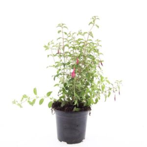 Fuchsia magellanica Riccartonii  
(8 Plants/Order)(14cmP 15cmH)