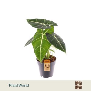 Alocasia micholitziana Freydyk Frydek'
(7 Plants/Order)(14cmP 35cmH)