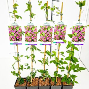 Clematis texensis Princess Diana Clematis tex. 'Princess Diana' 80CMC2
(10 Plants/Order)(17cmP 100cmH)