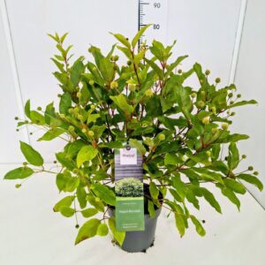 Cephalanthus occidentalis Cephalanthus occ. 'Moonlight Fantasy' 40-50C5
(1 Plants/Order)(23cmP 60cmH)