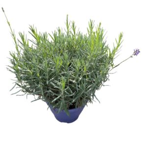 Lavandula angustifolia Munstead
(1 Plants/Order)(23cmP 50cmH)