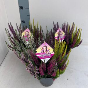 Calluna High Five """Beauty Ladies""_HIGH"
(10 Plants/Order)(10.5cmP 25cmH)