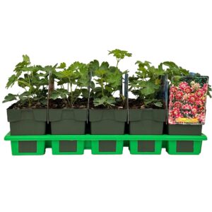Aquilegia vulgaris Nora Barlow' P11
(10 Plants/Order)(11cmP 25cmH)