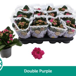 Kalanchoe Calandiva Purple Double
(12 Plants/Order)(9cmP 19cmH)