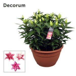 Lilium Roselily Nowa Pink XL 15pp
(1 Plants/Order)(35cmP 65cmH)
