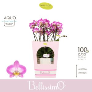 Phalaenopsis Multiflora Bellissimo Caro in Molise White Aquo Giftbox
(3 Plants/Order)(15cmP 50cmH)