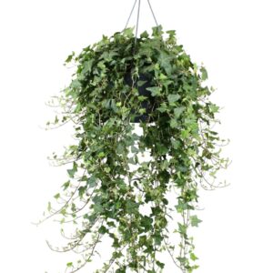 Hedera Anna helix hang/XXL
(1 Plants/Order)(24cmP 90cmH)