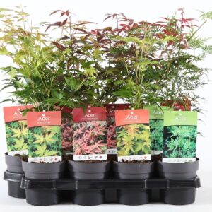 Acer palmatum Acer palm. mix P10.5 (12 Plants/Order)(10cmP 30cmH)