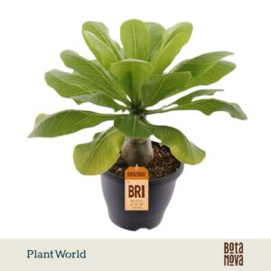 Hawaiian Palm Birghamia Brighamia insignis
(4 Plants/Order)(21cmP 45cmH)