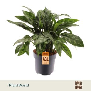 Aglaonema Maria
(6 Plants/Order)(17cmP 45cmH)