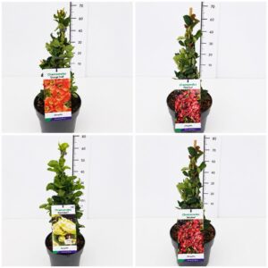 Chaenomeles speciosa Chaenomeles mix 40-50C5
(1 Plants/Order)(23cmP 60cmH)