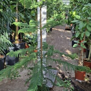 Araucaria heterophylla toef 180
(1 Plants/Order)(30cmP 190cmH)